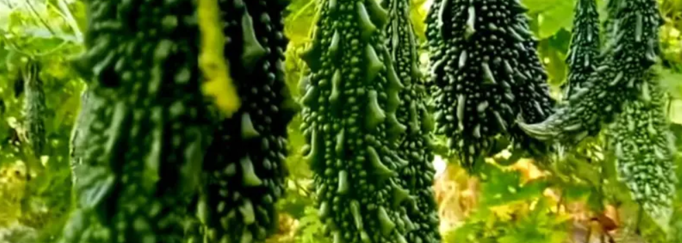 कारले पिकून बाप-लेकाने मिळवला यश